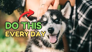 10  Ways To Make Your Dog Very Happy by Dog Talks 249 views 2 months ago 3 minutes, 10 seconds