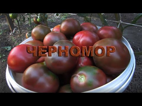 Video: Tomato Chernomor: fotografija z opisom, lastnostmi, donosom, ocenami