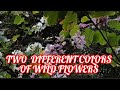 TWO DIFFERENT COLORS OF WILD FLOWERS TWO DIFFERENT COLORS OF WILD FLOWERS