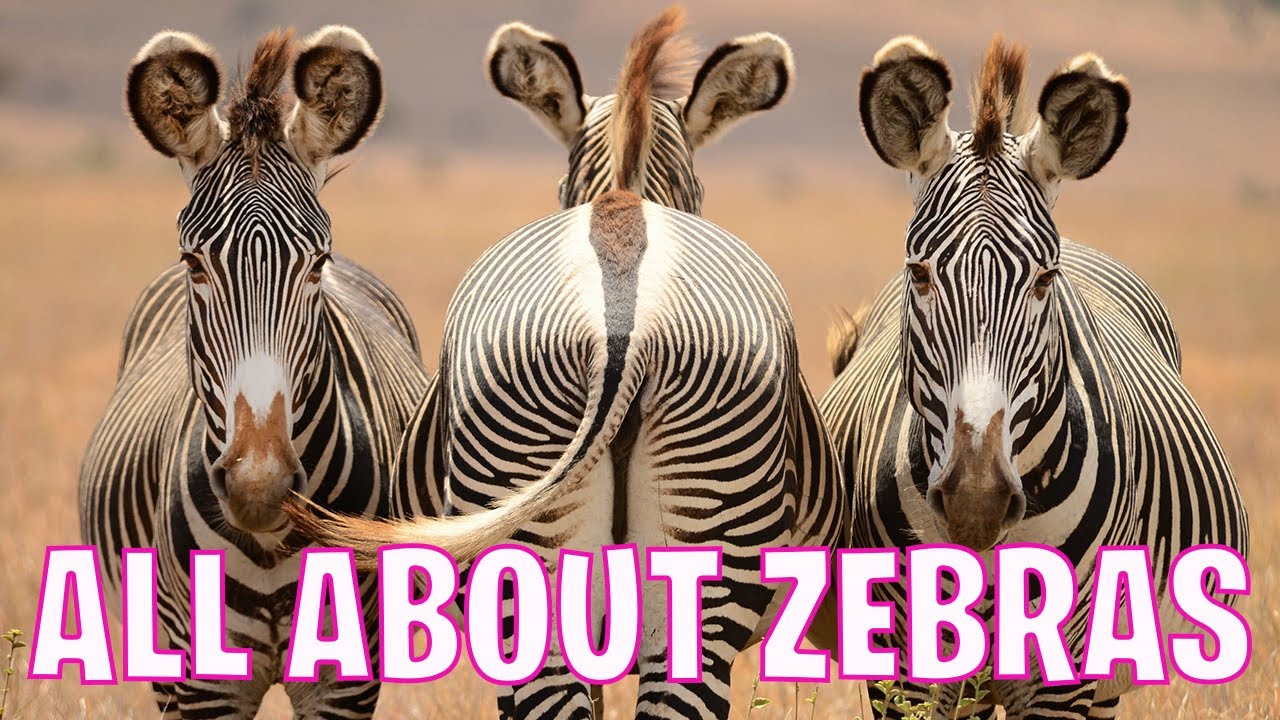 Zebra Fun Facts Everything You Need To Know About Zebras Tiggio's