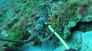 Honey  Hole Lobster  Bugs Jupiter Florida. Ripping current!