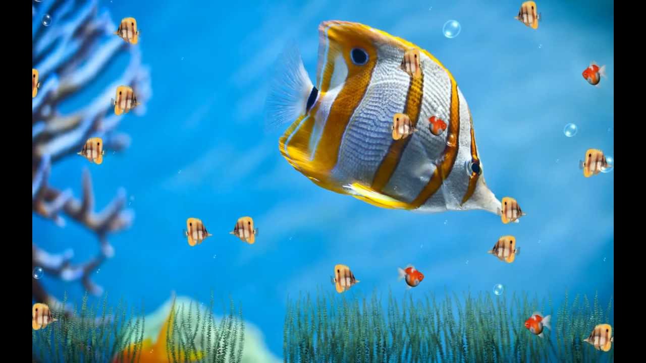 Marine Life Aquarium Animated Wallpaper http://www.desktopanimated.com ...