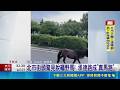北市承德路直擊真馬路！脫韁迷你馬屢逃出走警急到場圍捕｜三立新聞LIVE
