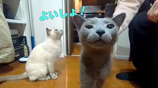 【甘えん坊猫】【ロシアンブルー×トンキニーズ】帰宅後の過ごし方（#125） by こて虎 猫life 703 views 7 months ago 4 minutes, 21 seconds