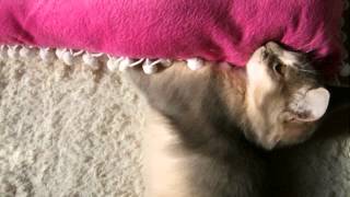 DSCF0171