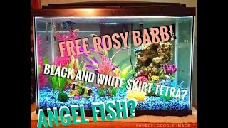 10 Gallon Aquarium Unboxing and Set-up || Free Rosy Barb Fish