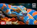 The Most Beautiful 8K HDR Dolby Vision 120fps | 8K Video Ultra HD