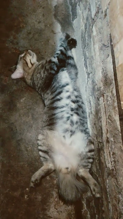 tidur dulu ah capek dari tadi pagi pura pura bahagia #shorts#sleepingcats#funnycats#