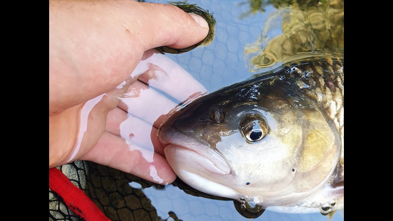 Monster Chub /💥Clean de 57cm si 3.090kg   Chub 57cm and 3.090kg