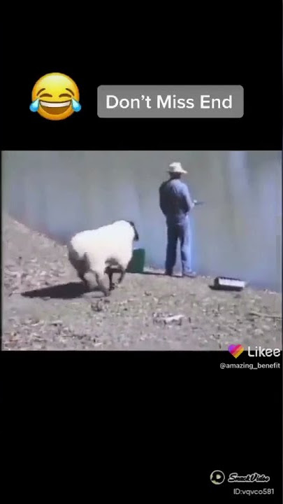 Sheep heat man don’t miss end funny video | Funny clip #short #funny #diy #quick