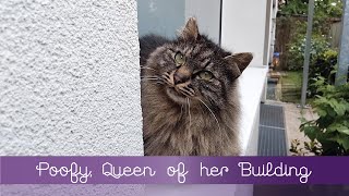 Poofy, Queen of her Building