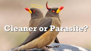 Friend or Foe The Truth About Oxpeckers