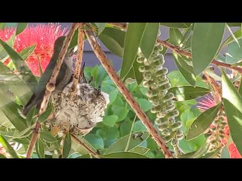 Hummingbird Mama Feeds Chicks During Quarantine