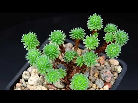 Video: Sedum Veliki