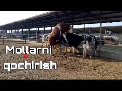 Video: Yovvoyi O'tlardan Sog'lom Dongacha