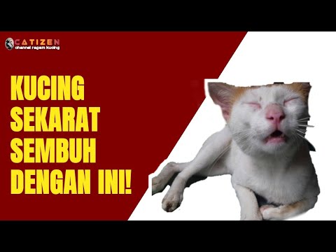 Video: Mengapa Kucing Makan Bug? - Bolehkah Bug Membuat Kucing Sakit?