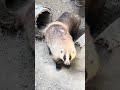🦡 ニホンアナグマ 見たことありますか 茶臼山動物園 #zoo