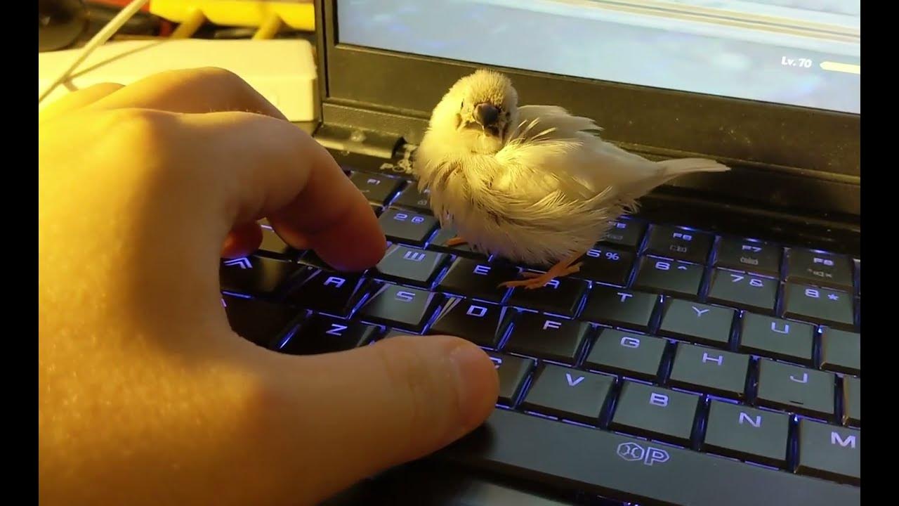 Zebra Finch diving for snuggles YouTube