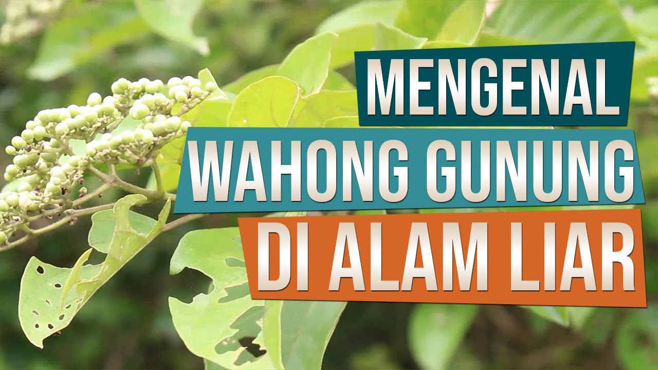 Mengenal Bahan Bonsai Wahong Gunung Premna Serratifolia Di Alam