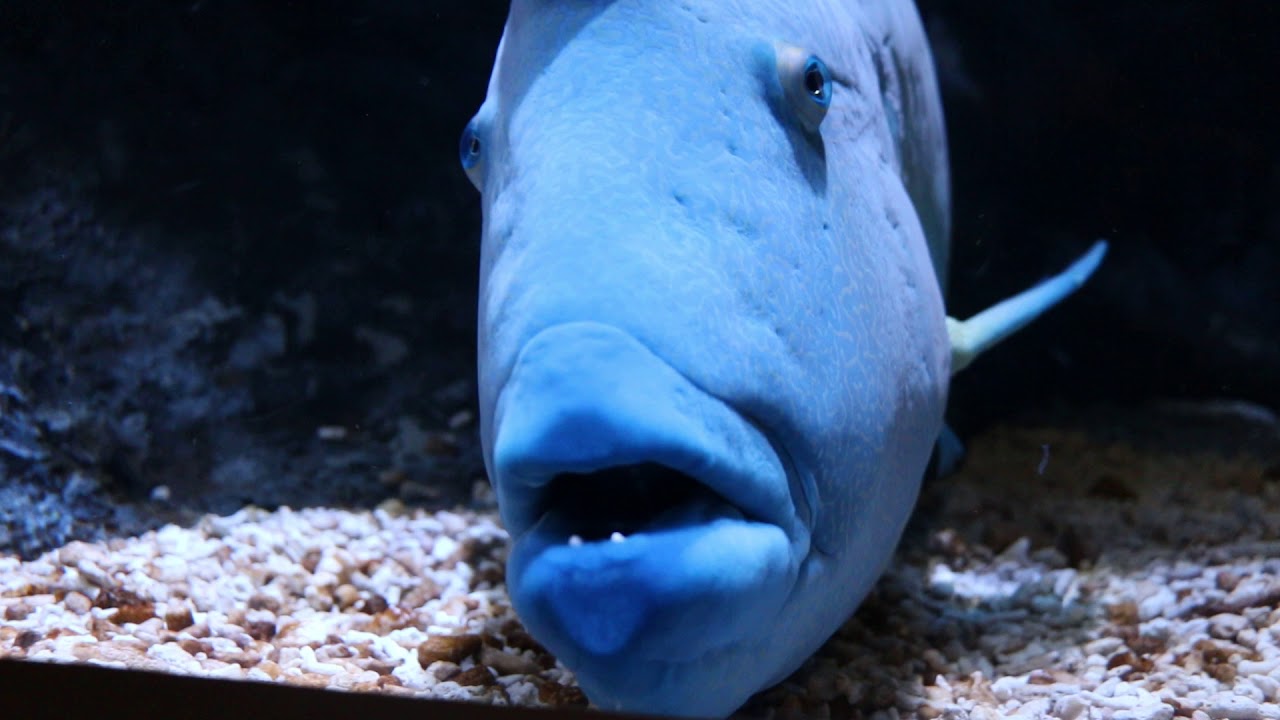 Giant Maori Wrasse, Blue Fish with Big Lips at Sumida