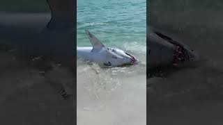 Group of men help Mako shark back into the water at Florida beach