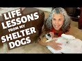 LIFE LESSONS I'VE LEARNED FROM ADOPTING SHELTER DOGS❤️🐶