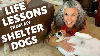 Life Lessons I’ve Learned From Adopting Shelter Dogs ❤