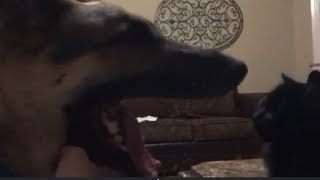 Odin And The Tailless Cats