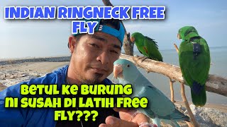 TRAINING FREE FLY BURUNG YANG RAMAI ORANG TAKUT UNTUK FREE FLY / BURUNG INDIAN RINGNECK