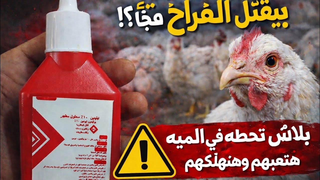 البيتادين بيهلك الفراخ؟ الحقيقة كاملة