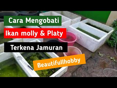 Cara Menghilangkan Jamur Pada Ikan Molly
