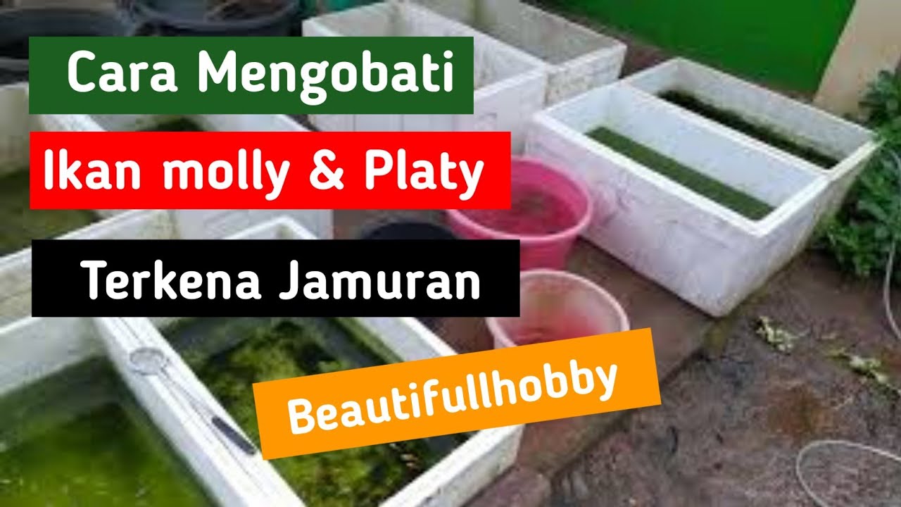 cara mengobati ikan molly dan platy jamuran dengan mudah
