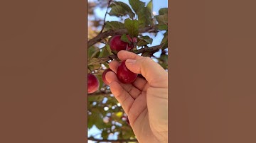 Thumbnail of Cherry Plum Picking
