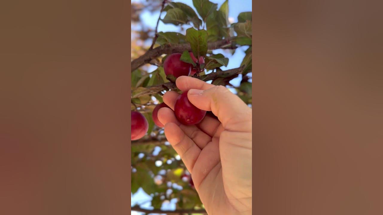 Cherry Plum Picking