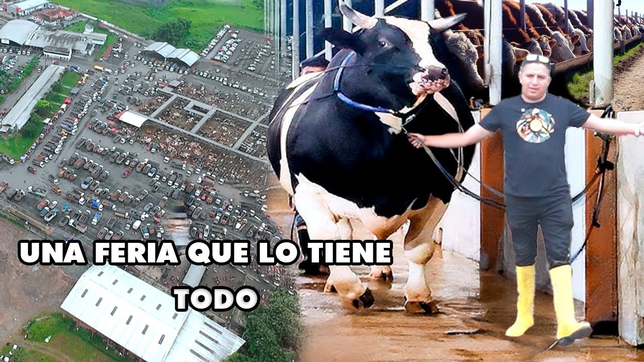 CONOCE EL GANADO DE SANTO DOMINGO: UNA MARAVILLA ECUATORIANA I GEO LEMA