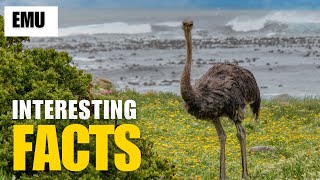 What Are the Most Interesting Facts About Emu? |Interesting Facts | The Beast World