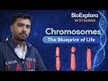 Chromosomes: The blue print of life 🧬(With its types and composition)