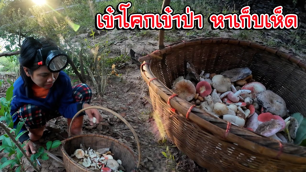 ทีมงานเกือบหลงป่า!! เข้าโคกเข้าป่า หาเก็บเห็ด