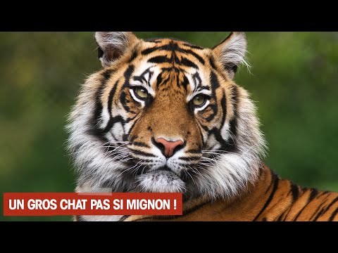 Le TIGRE L Animal De Tous Les RECORDS 
