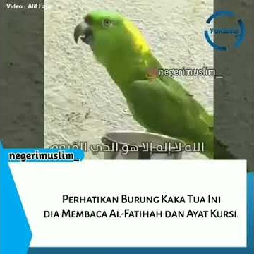 Viral burung kakak tua bisa membaca Al.Quran