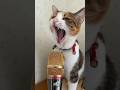 ان قطط مضحكة جدا |قطط مضحكة جدا صوت😺😹| أصوات قطط مضحكة جدا |#shorts