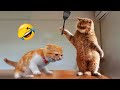 Funniest animals 2023  new funny cats and dogs  part 6