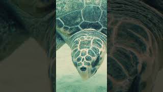 Swimming Turtle #turtle #relaxing #ocean #beautiful #calming #shorts #relax #whitenoise #nature