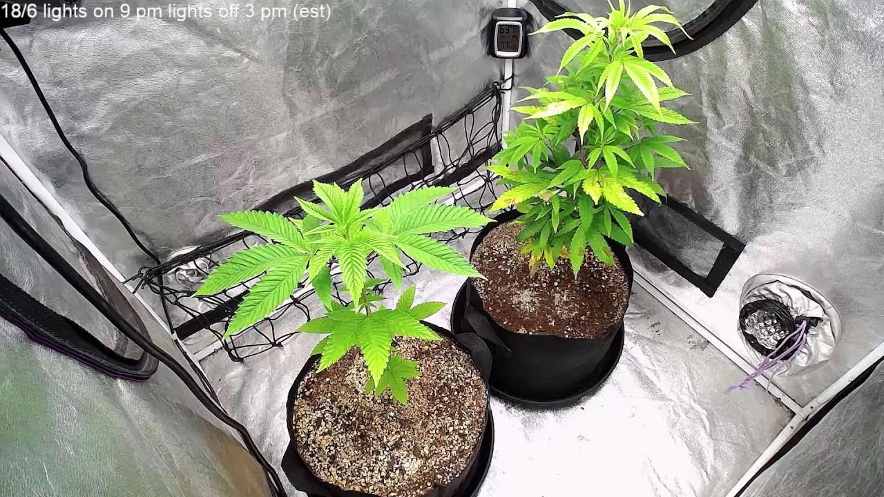 Barney's farm LSD & Bubba kush photoperiods (first seeds i've ever started)