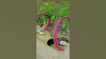 New Method Unique Quail Trap #shorts #create #traps
