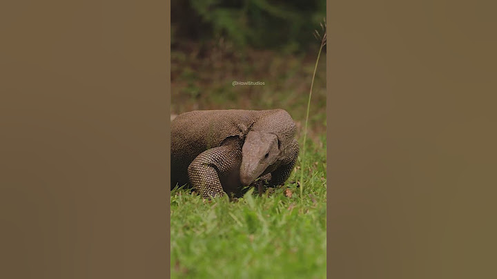 Monitor Lizard crawling #nature #wildlife #srilanka #monitor #lizard #crawl #reptile #hiss HA74280