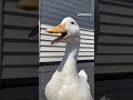 البطة الضاحكة بطة بطبوطة البطة رعبتني Duck Duck 