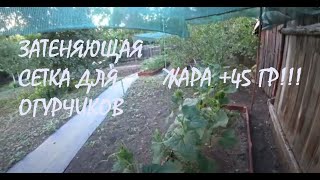 видео: У нас ЖАРА +45 ГР! Повесила ЗАТЕНЯЮЩУЮ СЕТКУ огурчикам Вторая пара КОЗЕЛКОВ готова!_06.07.2024 картинка: У нас ЖАРА +45 ГР! Повесила ЗАТЕНЯЮЩУЮ СЕТКУ огурчикам Вторая пара КОЗЕЛКОВ готова!_06.07.2024