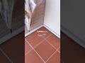 玄関掃除start🫧 #cleaning #日常vlog #主婦vlog #玄関掃除 #掃除