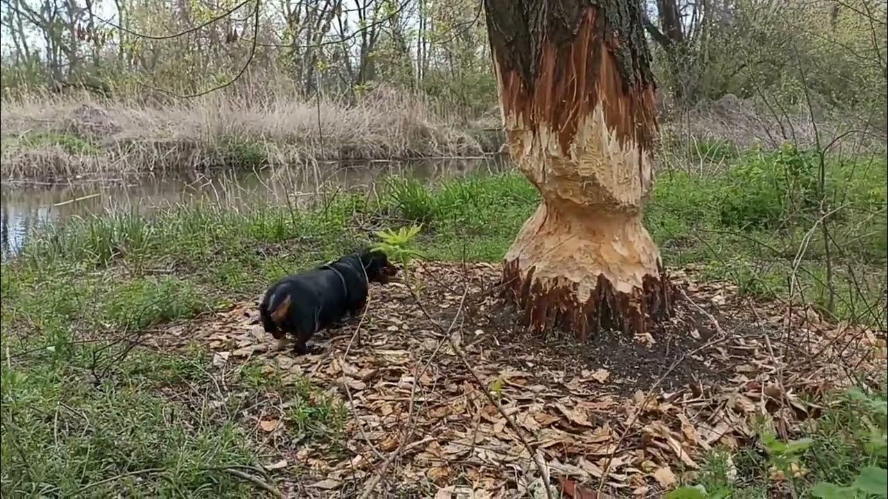 Kurva bobr. Бобркурва. Бобер kurwa. Бобр курво. Bobr kurwa Мем.